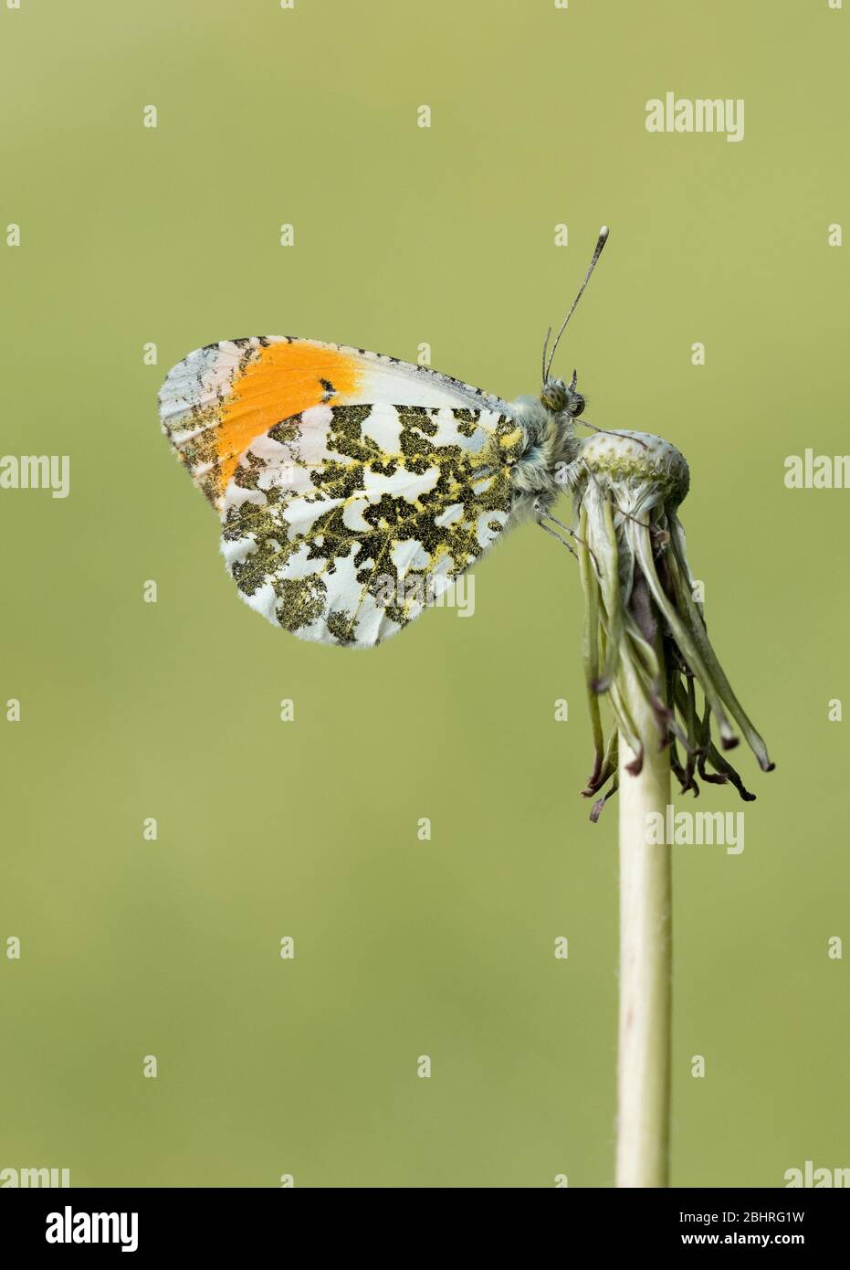 Un papillon à pointe orange mâle (Anthocharis cardamines) qui se rode sur une tête de semis de pissenlit séchée, pris à Swindon, Wiltshire, Royaume-Uni Banque D'Images