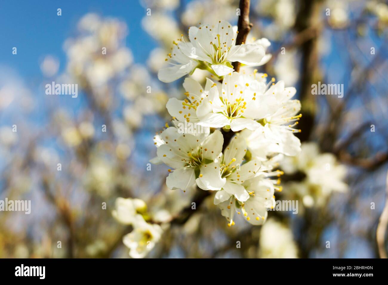 Gros plan de la fleur de cerisier blanc en pleine floraison contre le ciel bleu, Kent Angleterre. Banque D'Images