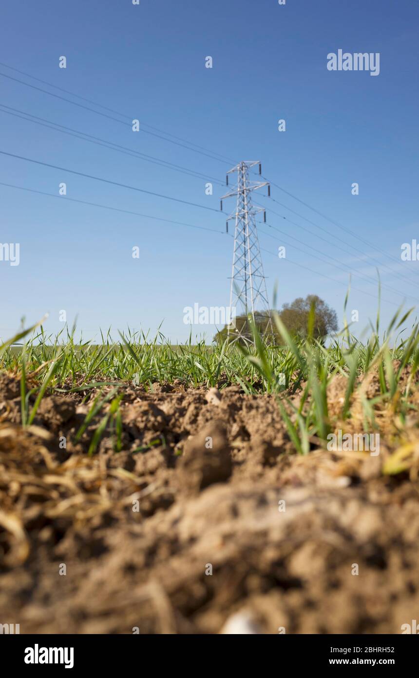 Gros plan de la terre et de l'herbe verte prises du niveau du sol dans un champ avec un pylône dans le Kent, en Angleterre. Banque D'Images