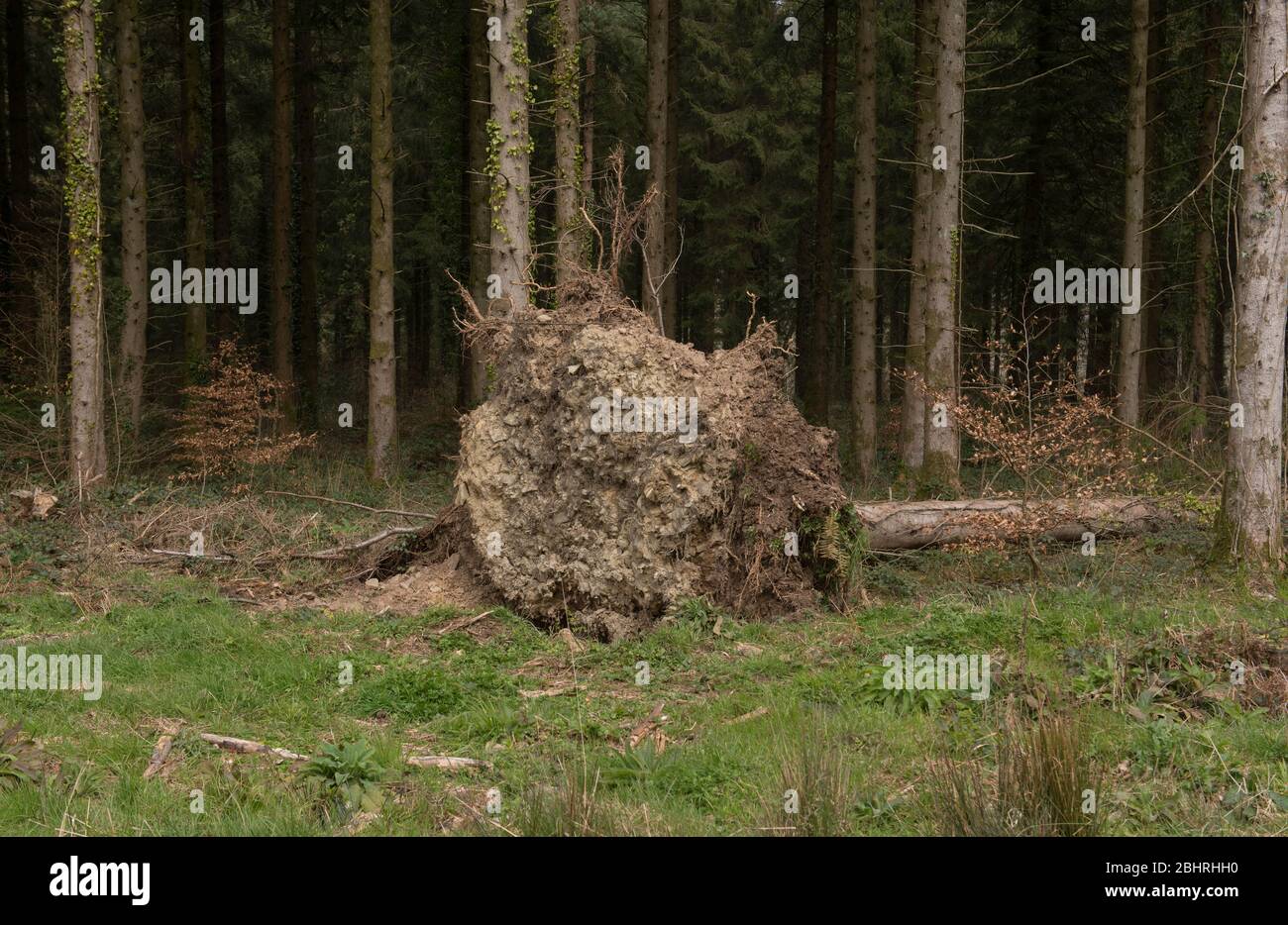 Arbre de Fir de Douglas (Pseudotsuga menziesii) déraciné dans une forêt du Devon rural, Angleterre, Royaume-Uni Banque D'Images