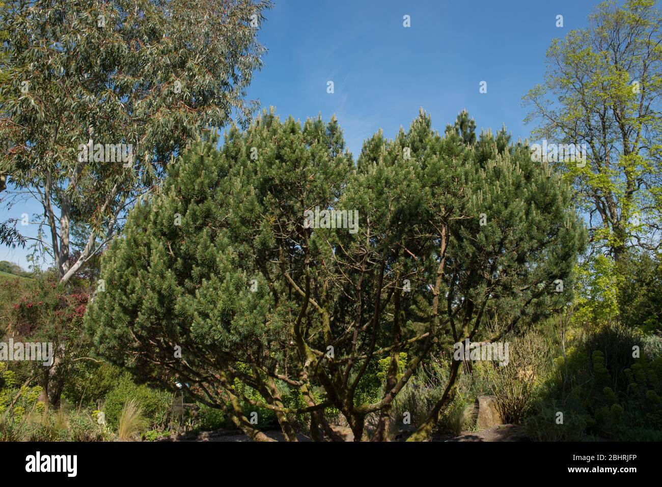 Hiver Foliage du pin de montagne Evergreen Dwarf (Pinus mugo 'Trompenburg') dans un jardin dans le Devon rural, Angleterre, Royaume-Uni Banque D'Images