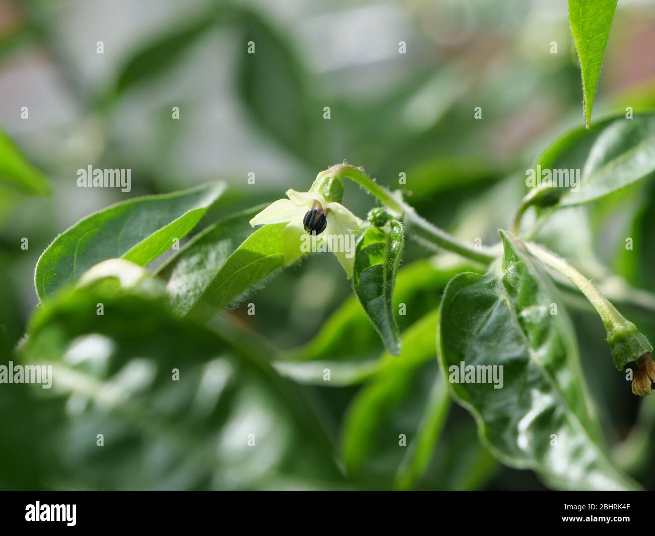 Fleur blanche d'une plante de poivre de habanero avec les feuilles vertes de la plante de piment en arrière-plan Banque D'Images