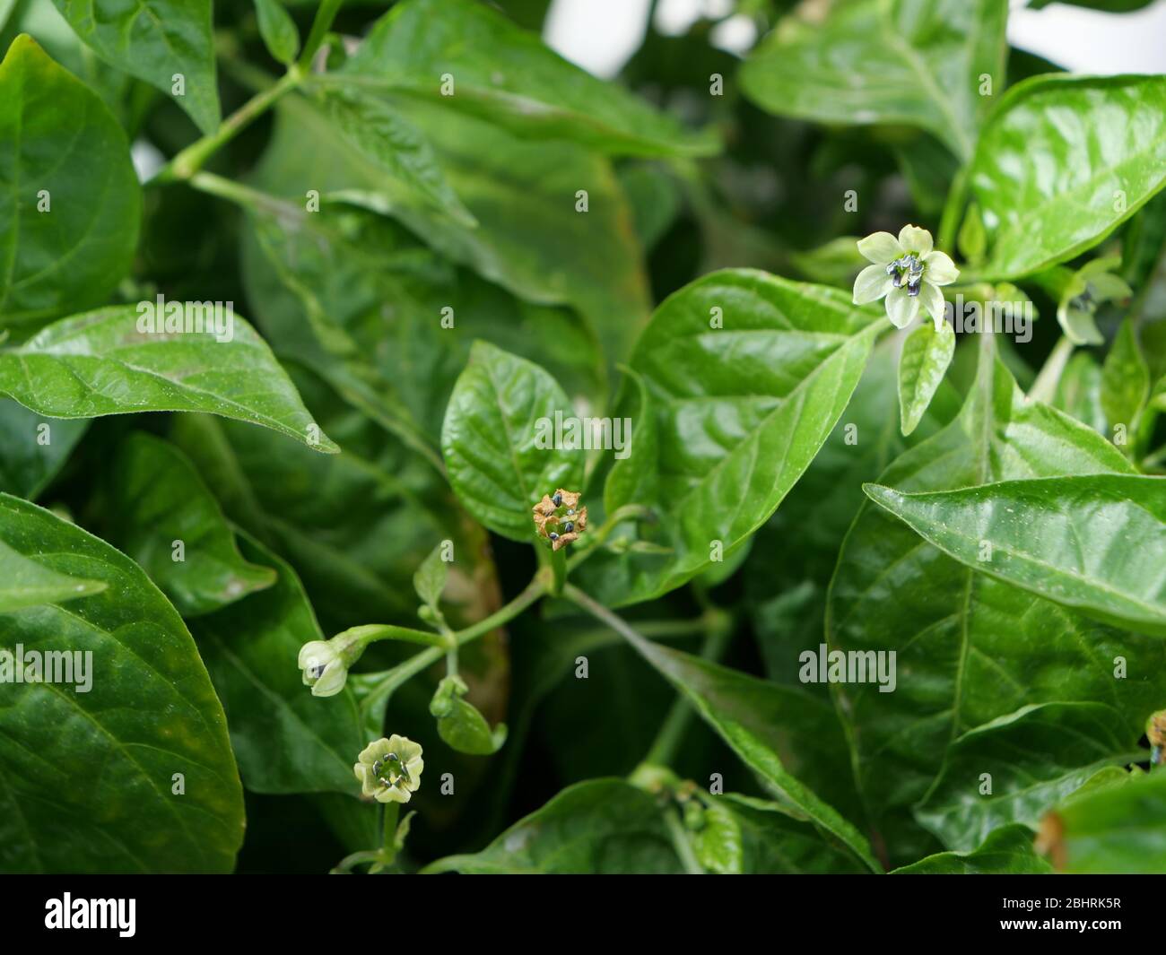 Fleur blanche d'une plante de poivre de habanero avec les feuilles vertes de la plante de piment en arrière-plan Banque D'Images