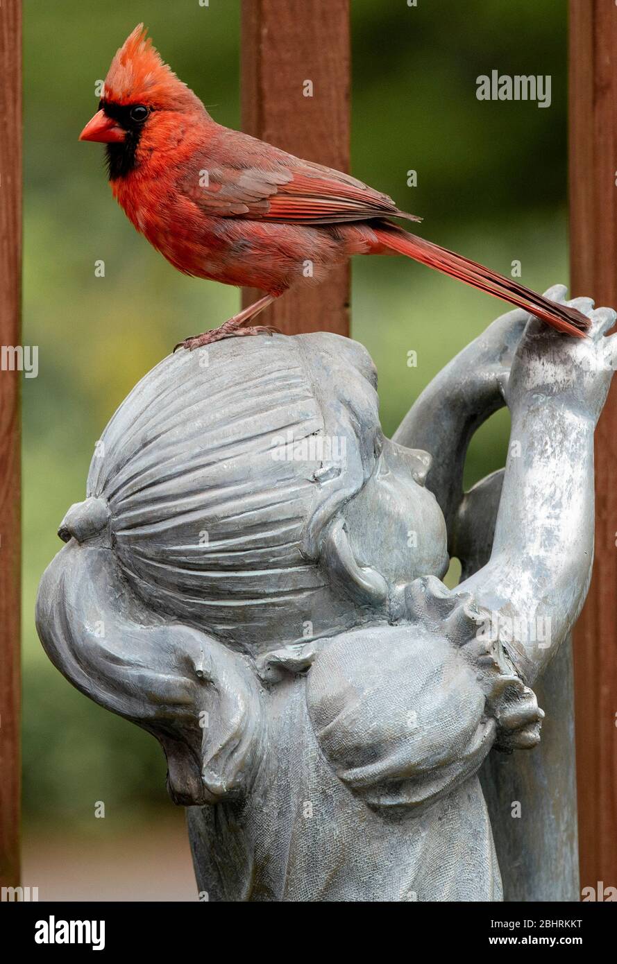 oiseau dans les cheveux Banque D'Images