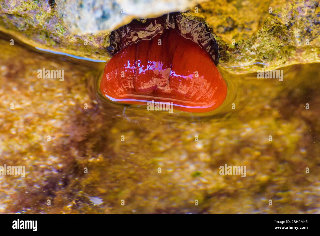 Beadlet anemone, Red Sea anemone, Plum anemone, Beadlet-anemone (Actinia equina) se sécher à marée basse d'eau de mer. Banque D'Images