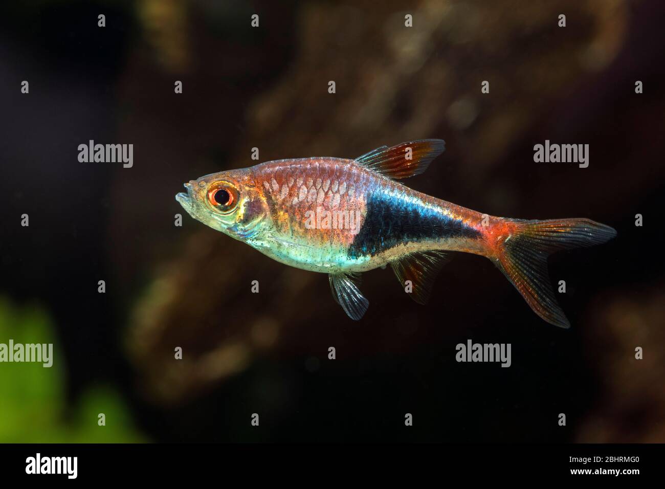 Arlequin Rasbora (Trigonostigma heteromorpha) dans un aquarium d'eau douce Banque D'Images