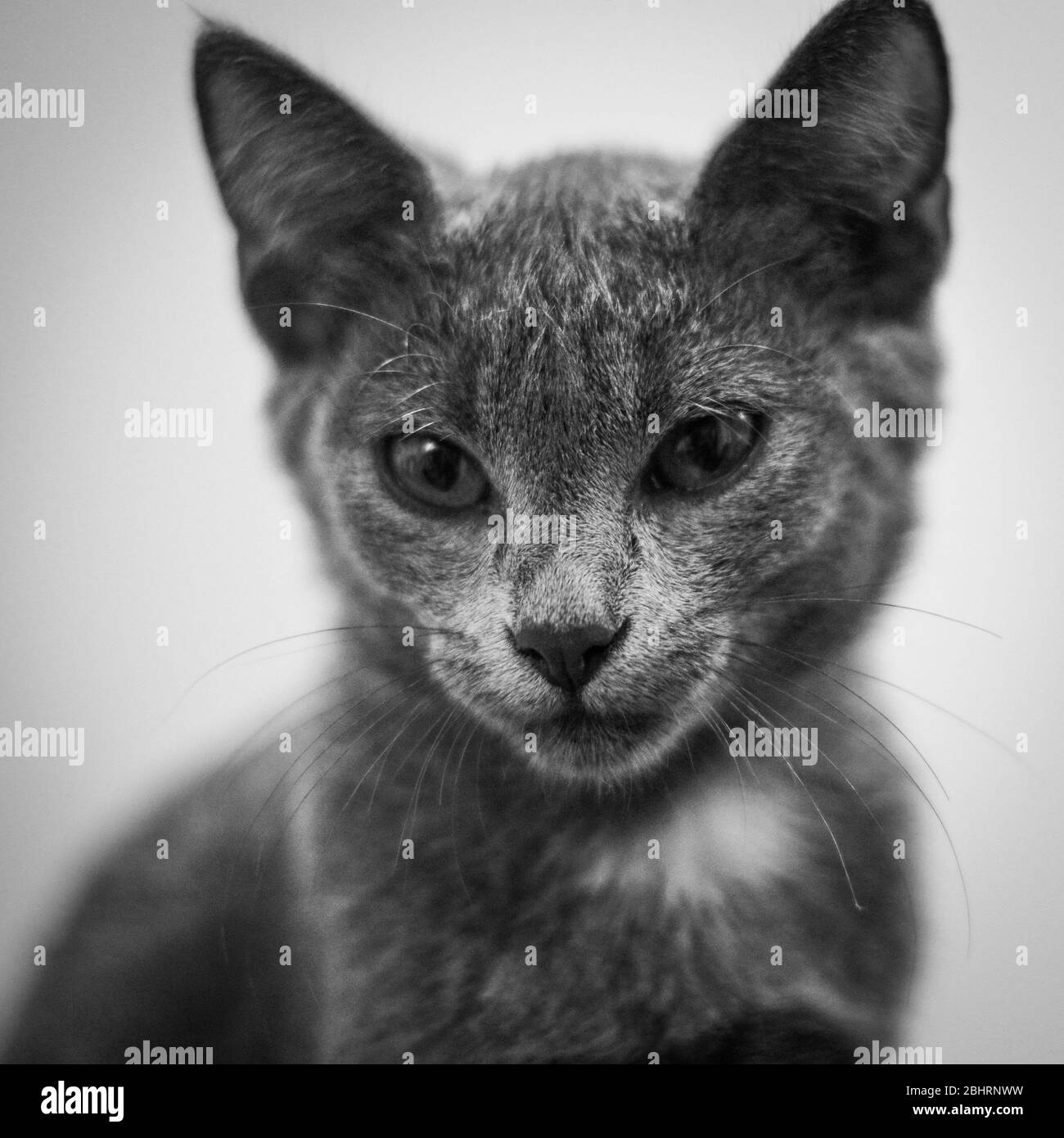 Jeune chat ludique race russe bleu portrait. Concentrez-vous sur les yeux de chat. Profondeur de champ peu profonde. Banque D'Images