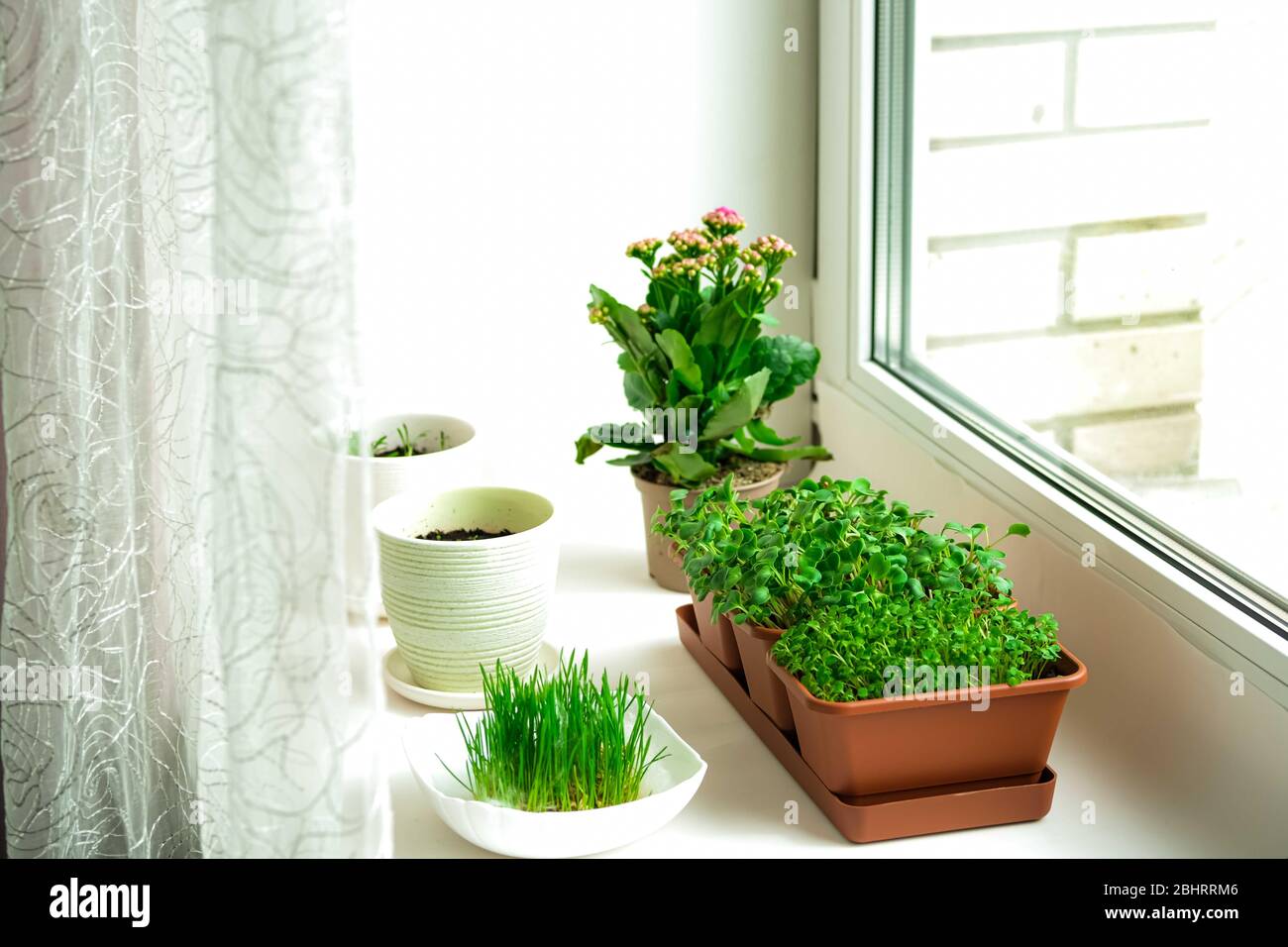 Microgreens de raifort rouge dans un bol. Jeunes plantes, semis et germes. Photo macro-alimentaire, pousses vertes, saine alimentation, végétaliens, gros plan d'au-dessus de blanc. Concept Biophile. Jardin de seuil de fenêtre. Banque D'Images