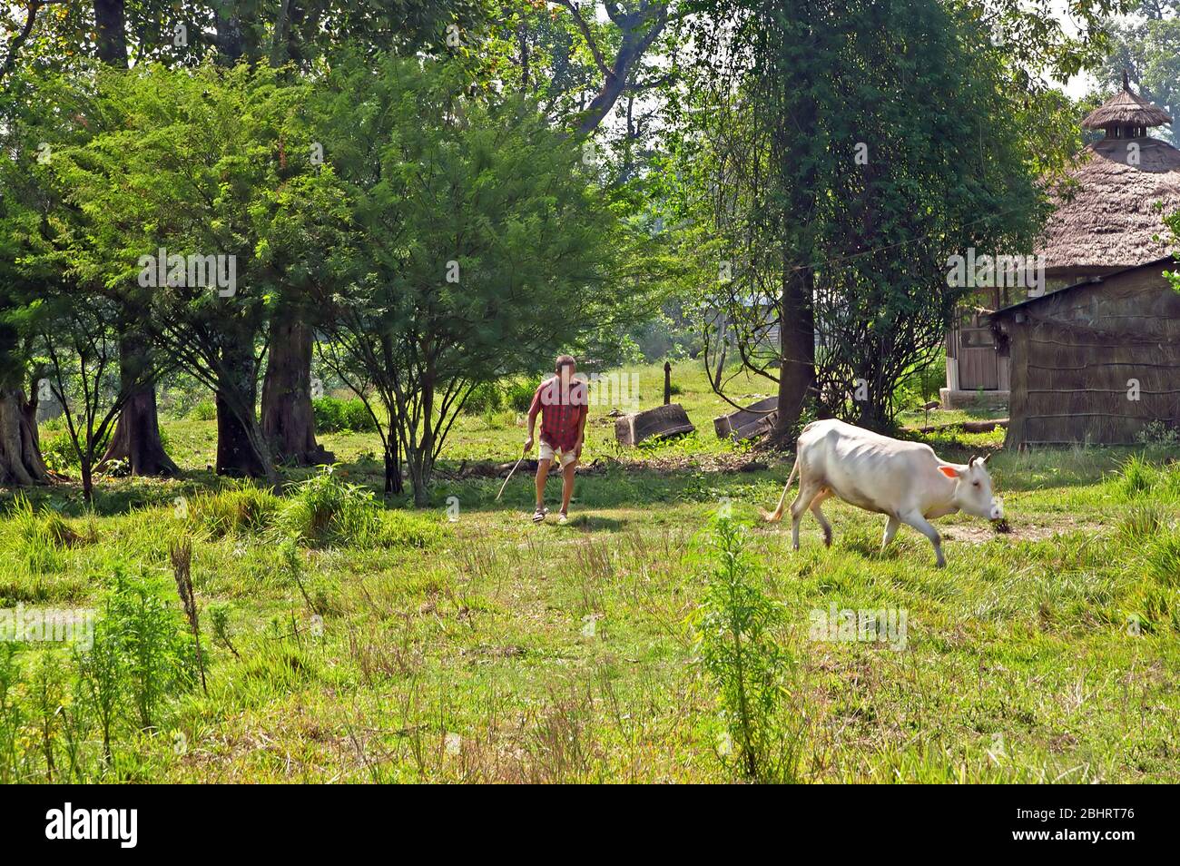 CHITWAN, NÉPAL - 14 OCTOBRE 2008: L'homme local conduit la vache blanche par la canne à la grange du parc national de Chitwan, au Népal Banque D'Images