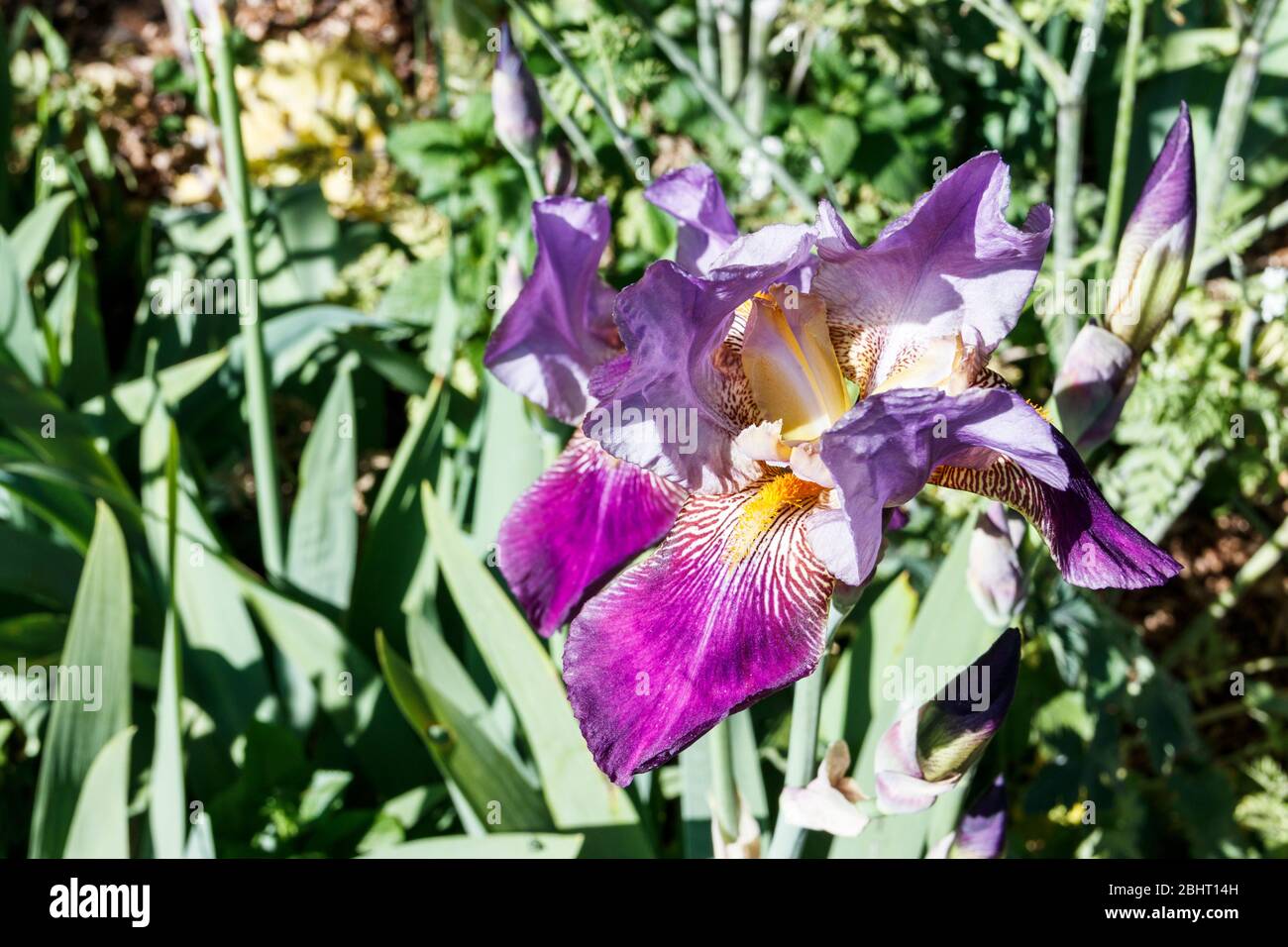 Gros plan d'un iris pourpre dans un jardin de fleurs sauvages Banque D'Images