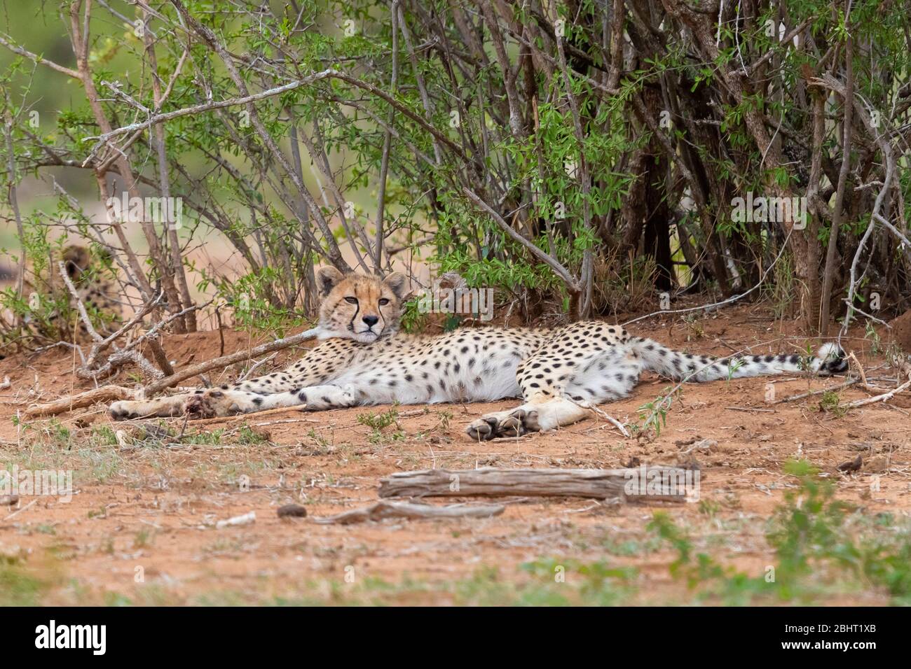 Cheetah (Acinonyx jubatus), femme cub reposant sous un buisson, Mpumalanga, Afrique du Sud Banque D'Images