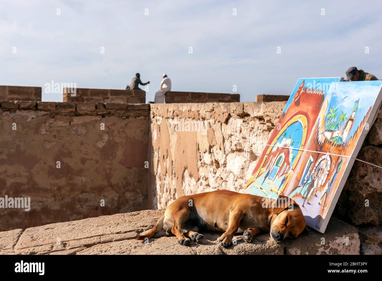 Petit chien dormant près d'une peinture dans les murs de la ville, Essaouira, Maroc Banque D'Images