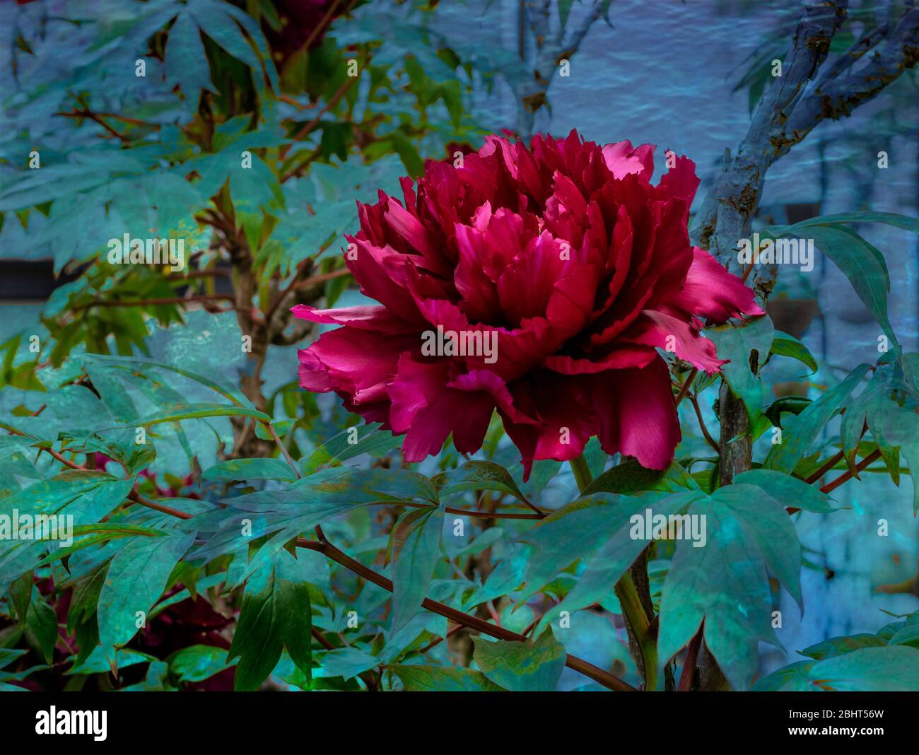 Un arbre en pleine floraison de la pivoine Banque D'Images