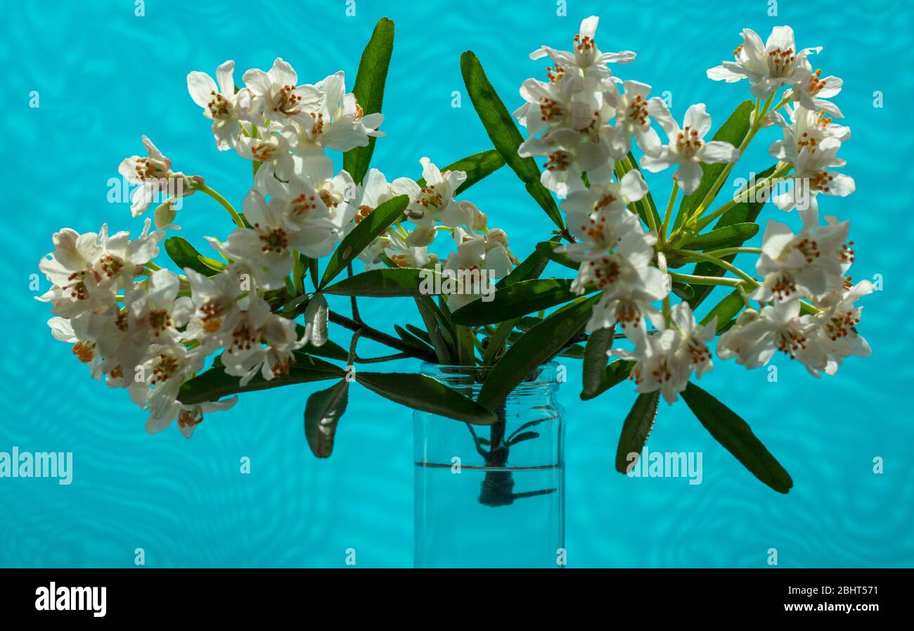 Choisya Aztec Pearl Stock Photos Choisya Aztec Pearl Stock