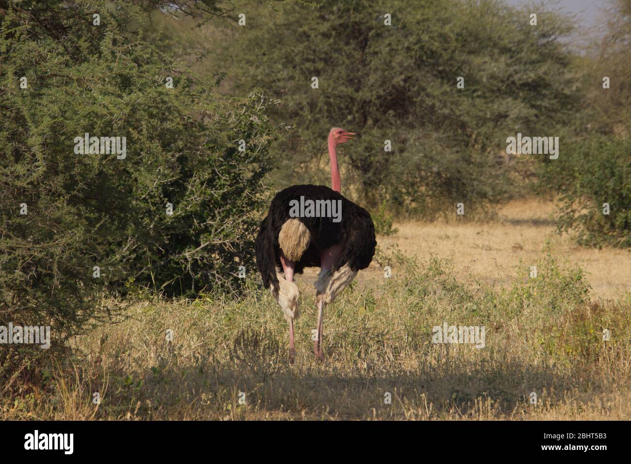 Un autruche mâle qui s'éloigne à pied dans la steppe africaine Banque D'Images