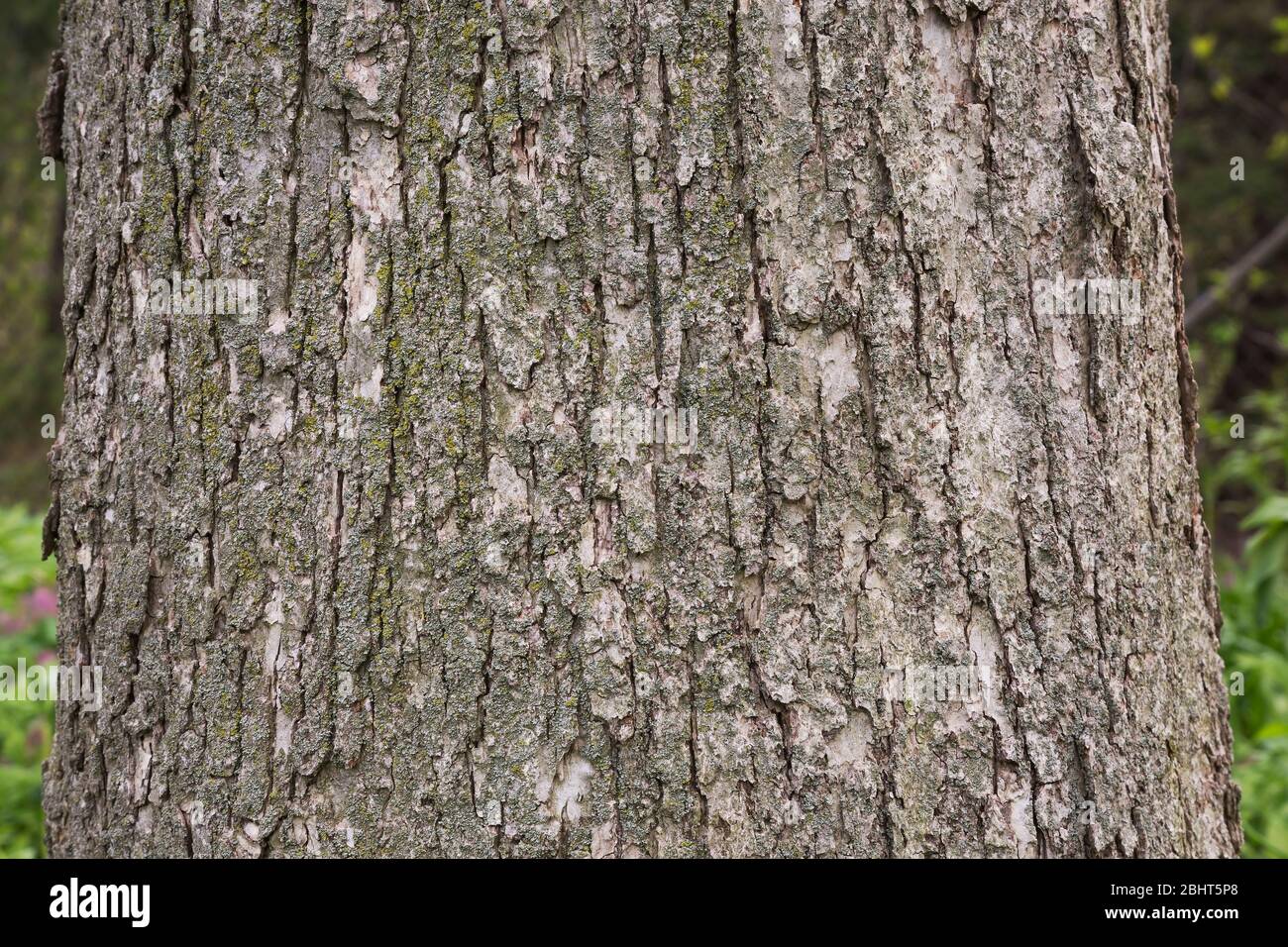 Quercus macrocarpa - Bur - écorce d'arbre de chêne Banque D'Images