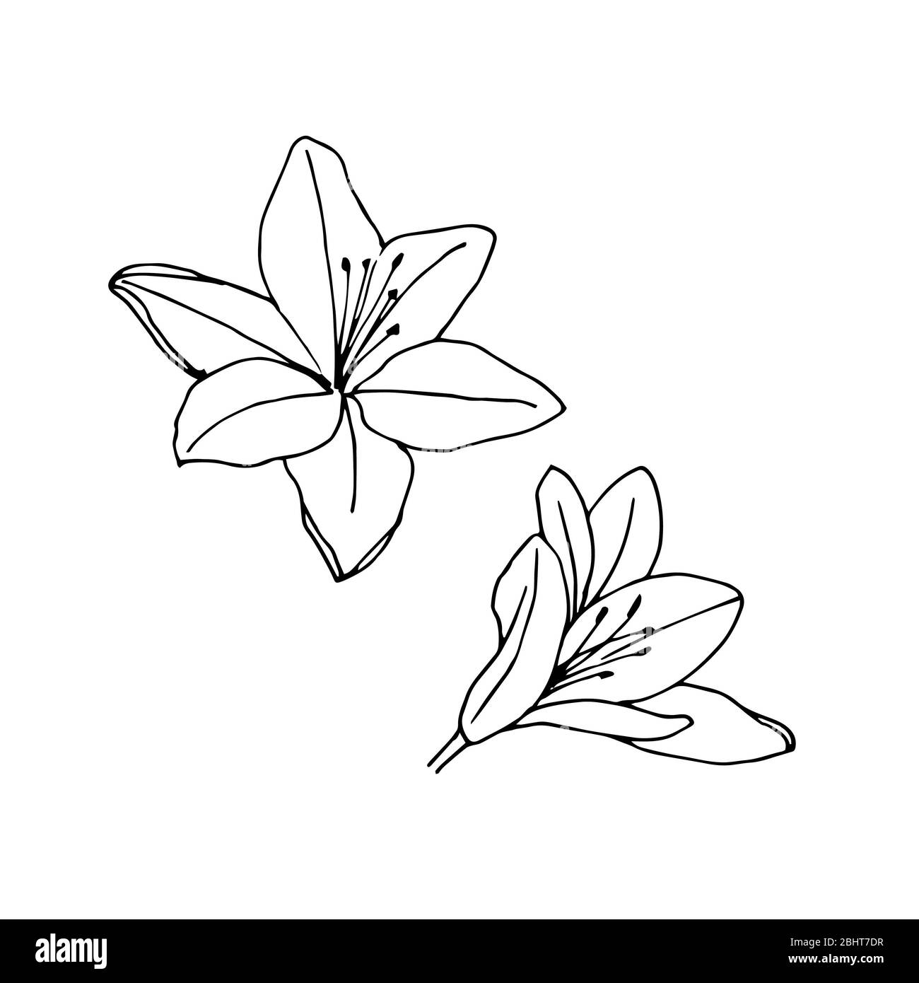 Fleurs de lys. Illustration vectorielle isolée sur fond blanc. Banque D'Images