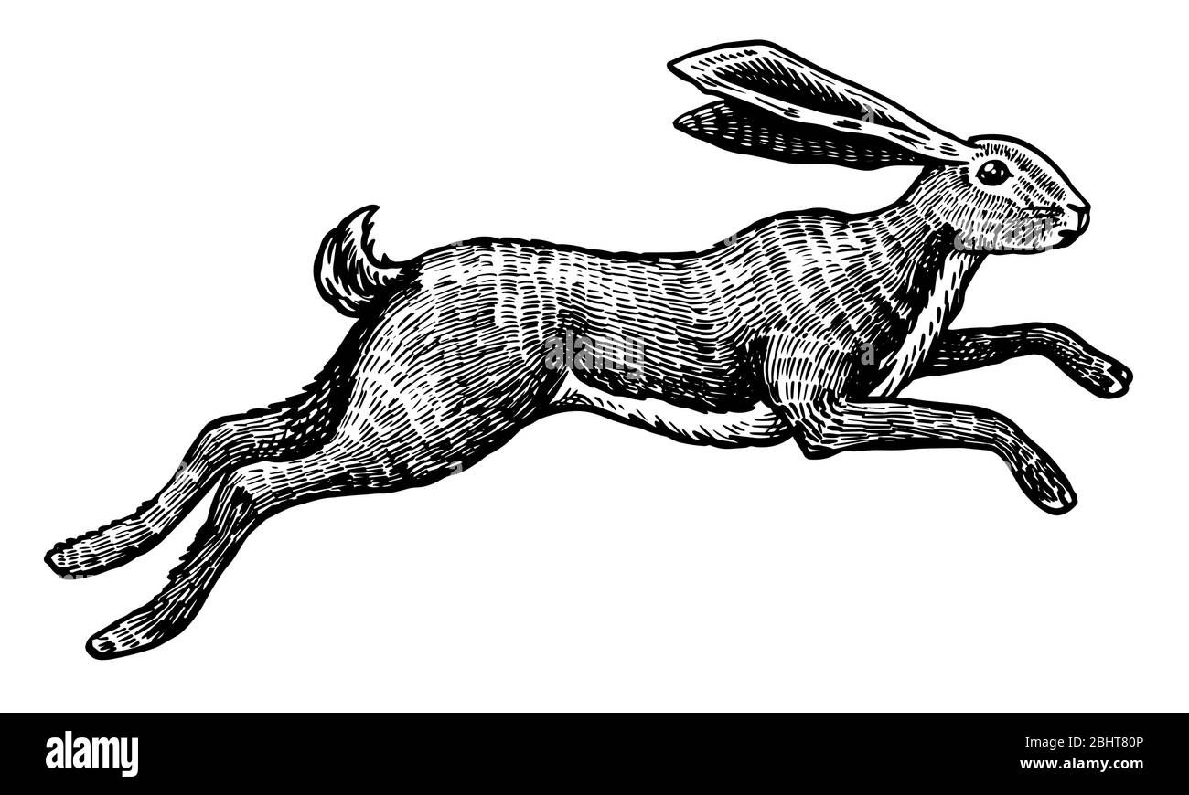 Le lièvre sauvage ou le lapin saute. Le joli lapin ou coney est à votre disposition. Ancienne esquisse gravée à la main pour T-shirt, tatouage ou étiquette ou affiche. L'animal l'est Illustration de Vecteur
