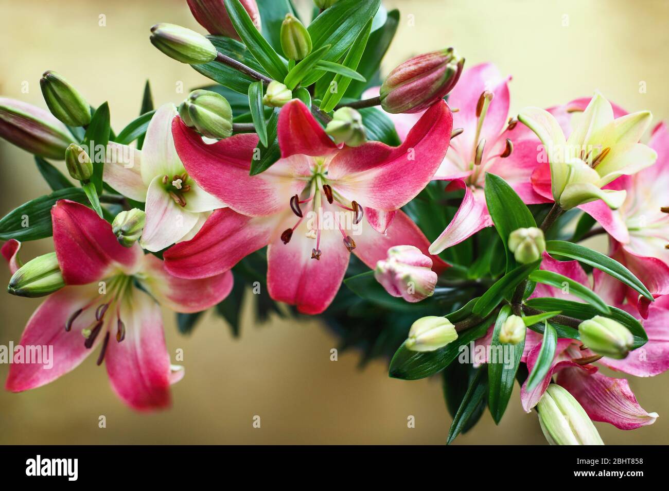 Vue en hauteur des magnifiques Lys asiatiques (Lily orientale), hybrides de Llium, roses et blanches, sur fond de cuivre. Photo prise depuis la vue de dessus. Banque D'Images