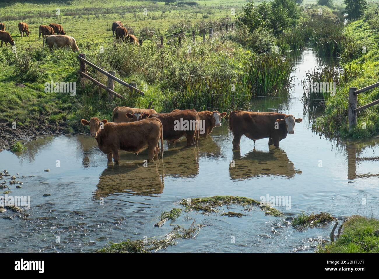 Pâturage avec bovins de boeuf debout dans la rivière Stiffkey. Banque D'Images
