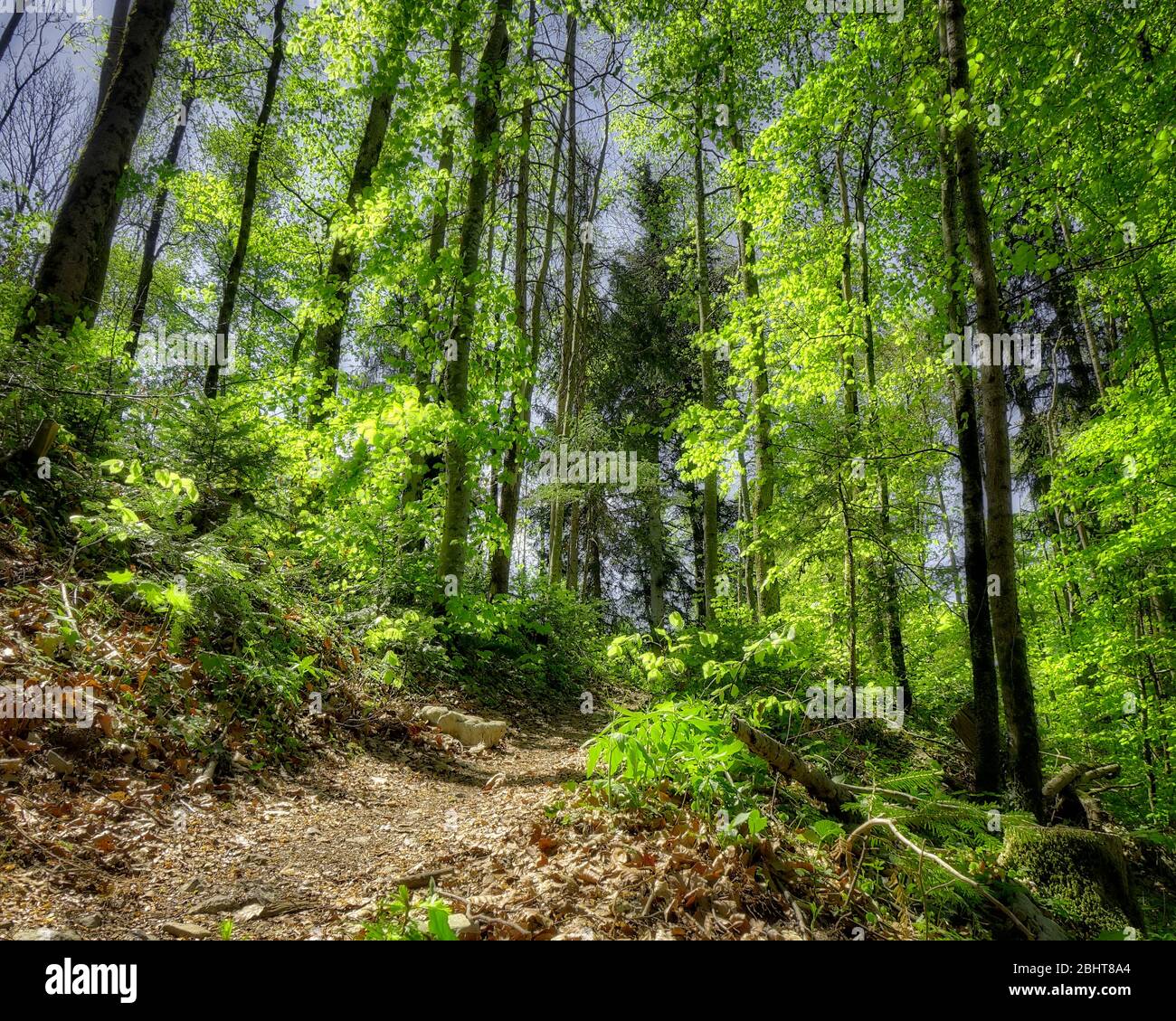 DE - BAVIÈRE: Scène de la forêt de printemps près de Lenggries (HDR-image) Banque D'Images