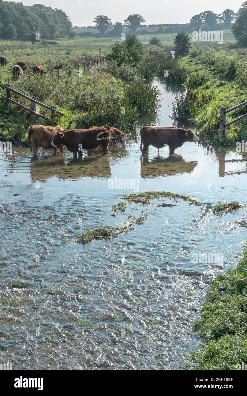 Pâturage avec bovins de boeuf debout dans la rivière Stiffkey. Banque D'Images