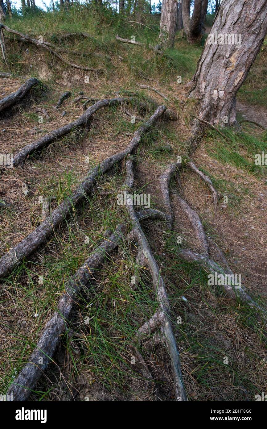 PIN de Monterey, Pinus radiata, racines rayonnant de la base du tronc ...