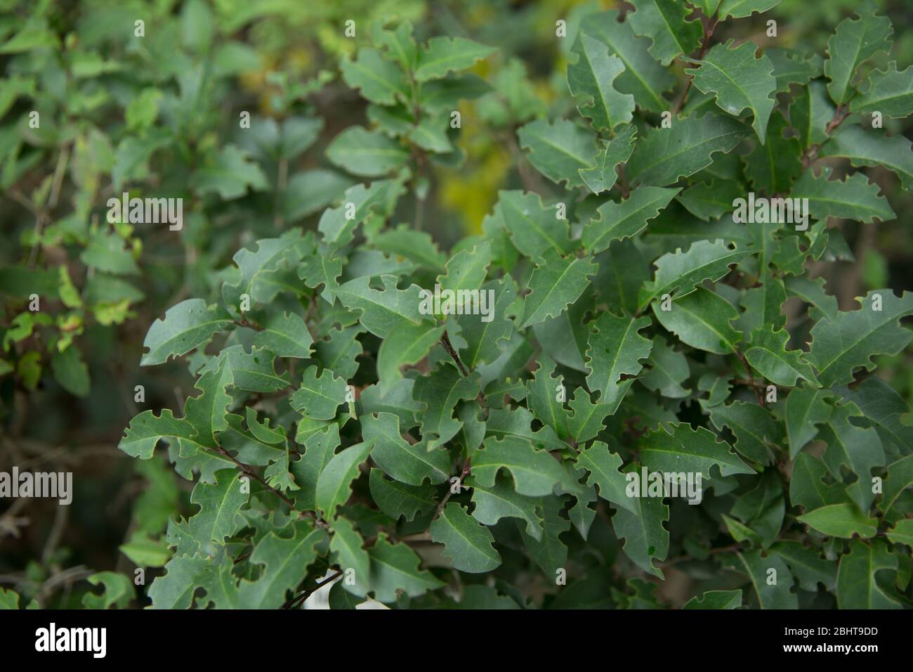 Ligustrum lucidum . Ligustrum lucidum est souvent utilisé comme un arbre ornemental, parfois dans des formes variées. Feuilles de cire arbuste vert ligustrum . Banque D'Images