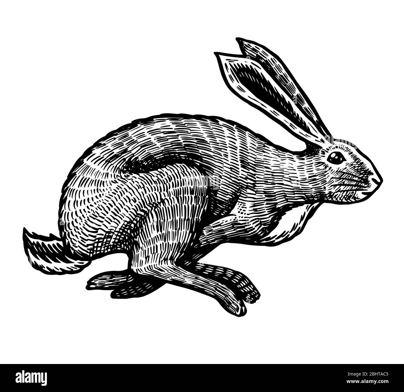 Le lièvre sauvage ou le lapin saute. Le joli lapin ou coney est à votre disposition. Ancienne esquisse gravée à la main pour T-shirt, tatouage ou étiquette ou affiche. L'animal l'est Illustration de Vecteur