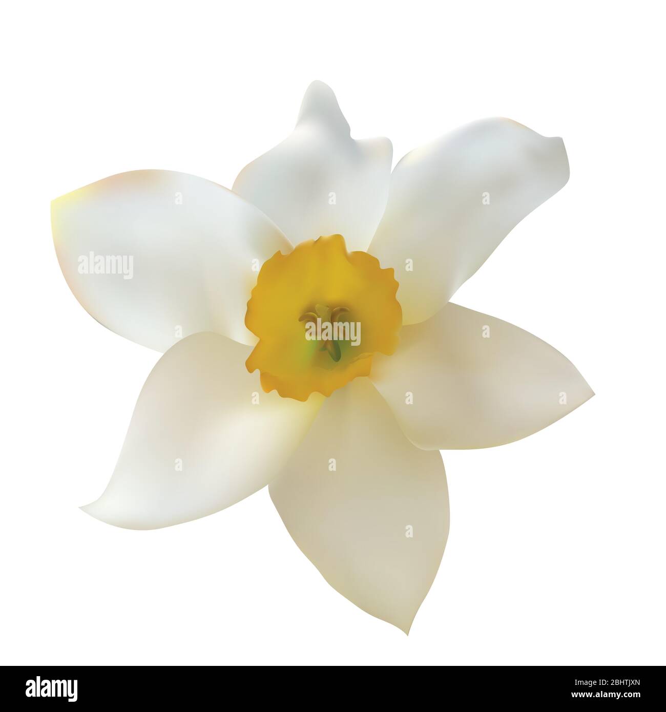 Narcisse Flower isolé sur fond blanc. Illustration vectorielle Illustration de Vecteur