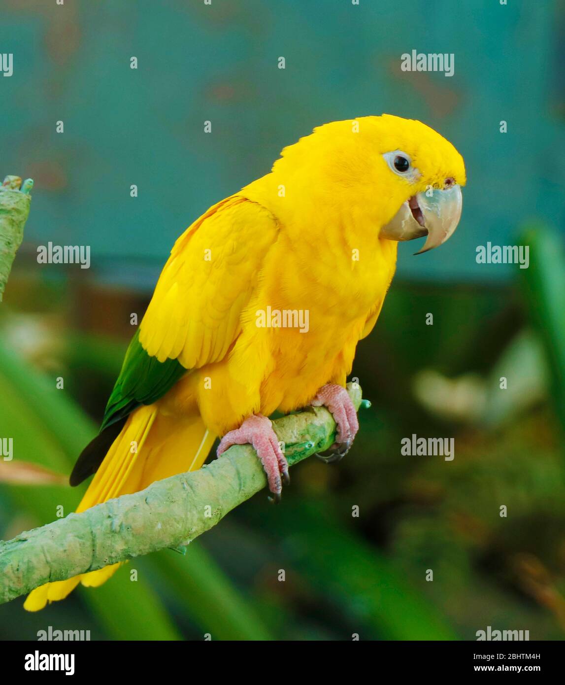 Le parakeet doré est un perroquet néotropical de taille moyenne, son plumage est principalement jaune vif Banque D'Images