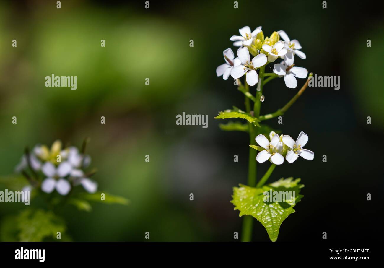 Gros plan de la fleur de moutarde à l'ail sauvage avec fond diffus Banque D'Images