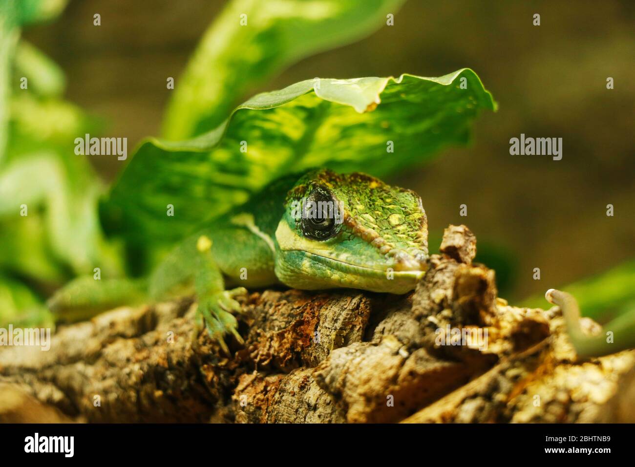 L'anole chevalier est la plus grande espèce d'anole de la famille des Dactyloidae. Parmi les autres noms communs figurent l'anole du chevalier cubain ou l'anole géante cubaine Banque D'Images