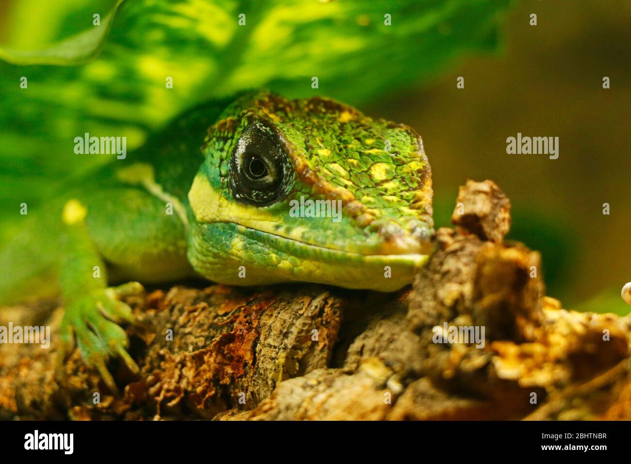 L'anole chevalier est la plus grande espèce d'anole de la famille des Dactyloidae. Parmi les autres noms communs figurent l'anole du chevalier cubain ou l'anole géante cubaine Banque D'Images