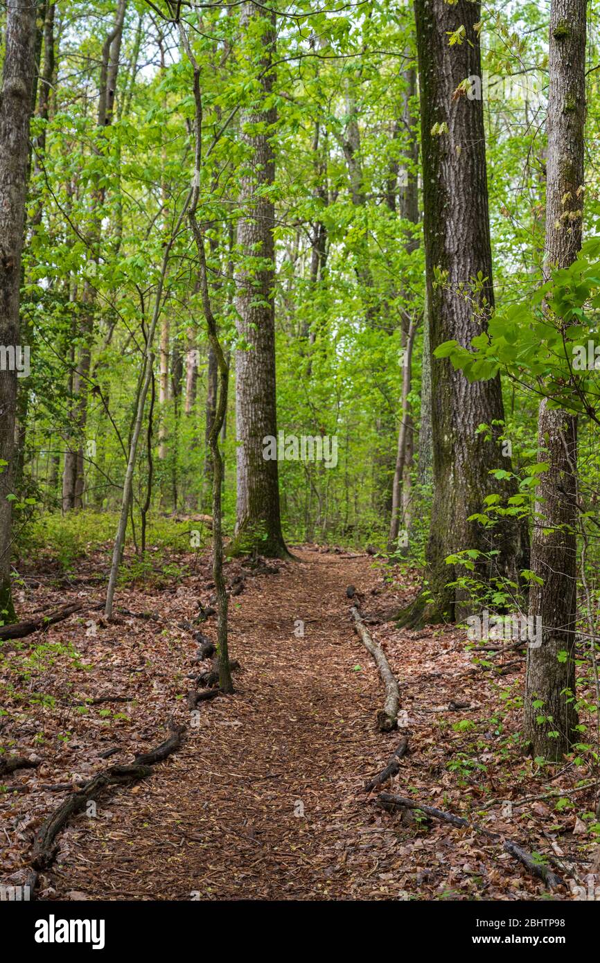 Photo d'un sentier de randonnée dans les bois entourant le Walker nature Center de Reston, en Virginie. Banque D'Images