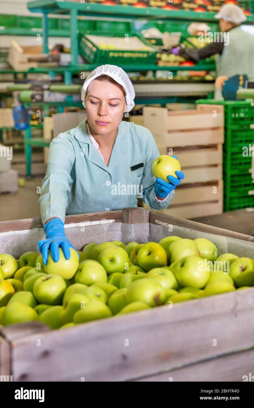 Employée féminine qualifiée en inspection uniforme de la qualité des pommes en boîte dans une usine de tri Banque D'Images