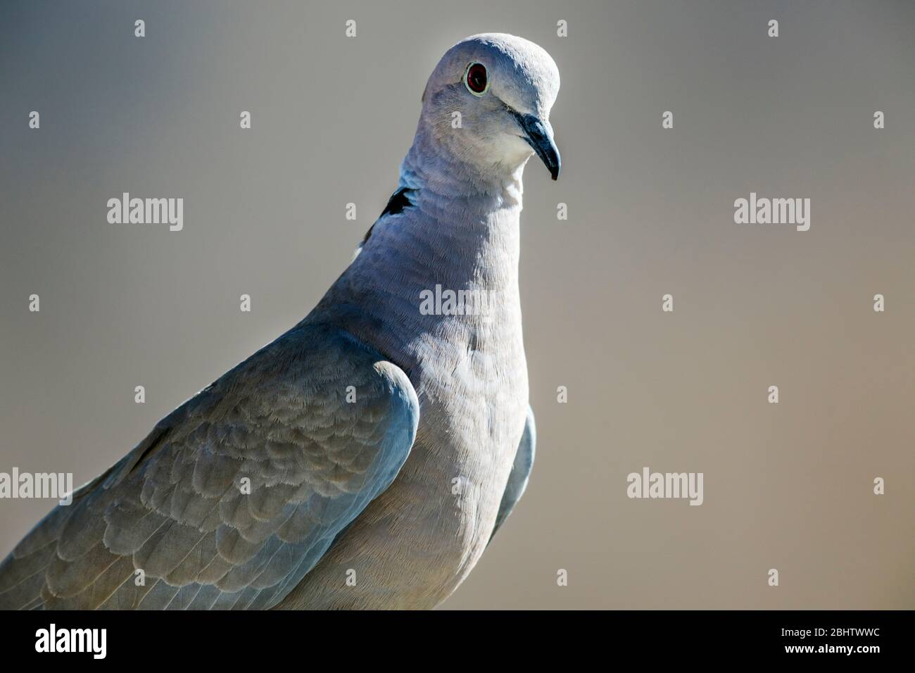 Ove à col osien ; Dove à col annulaire ; Streptopelia capicola ; colombe de tortue du Cap ; colombe à col demi ; Colorado central ; États-Unis Banque D'Images