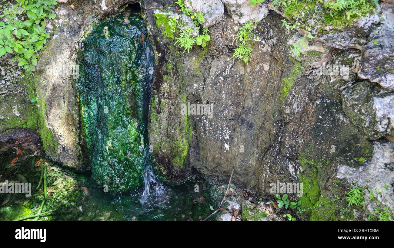La mousse verte pousse dans l'eau chaude qui s'échappe du métro dans le parc national de Hot Springs, Arkansas, États-Unis Banque D'Images