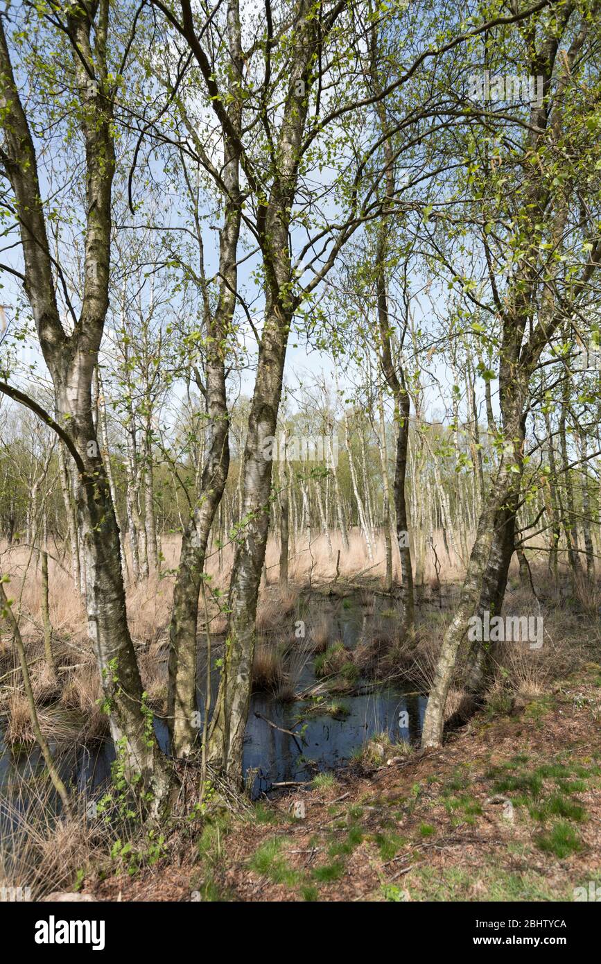 Dosenmoor, moor de colline près du lac Einfeld près de Neumünster, district de Rendsburg-Eckernförde, Schleswig-Holstein, Allemagne du Nord, Europe Banque D'Images