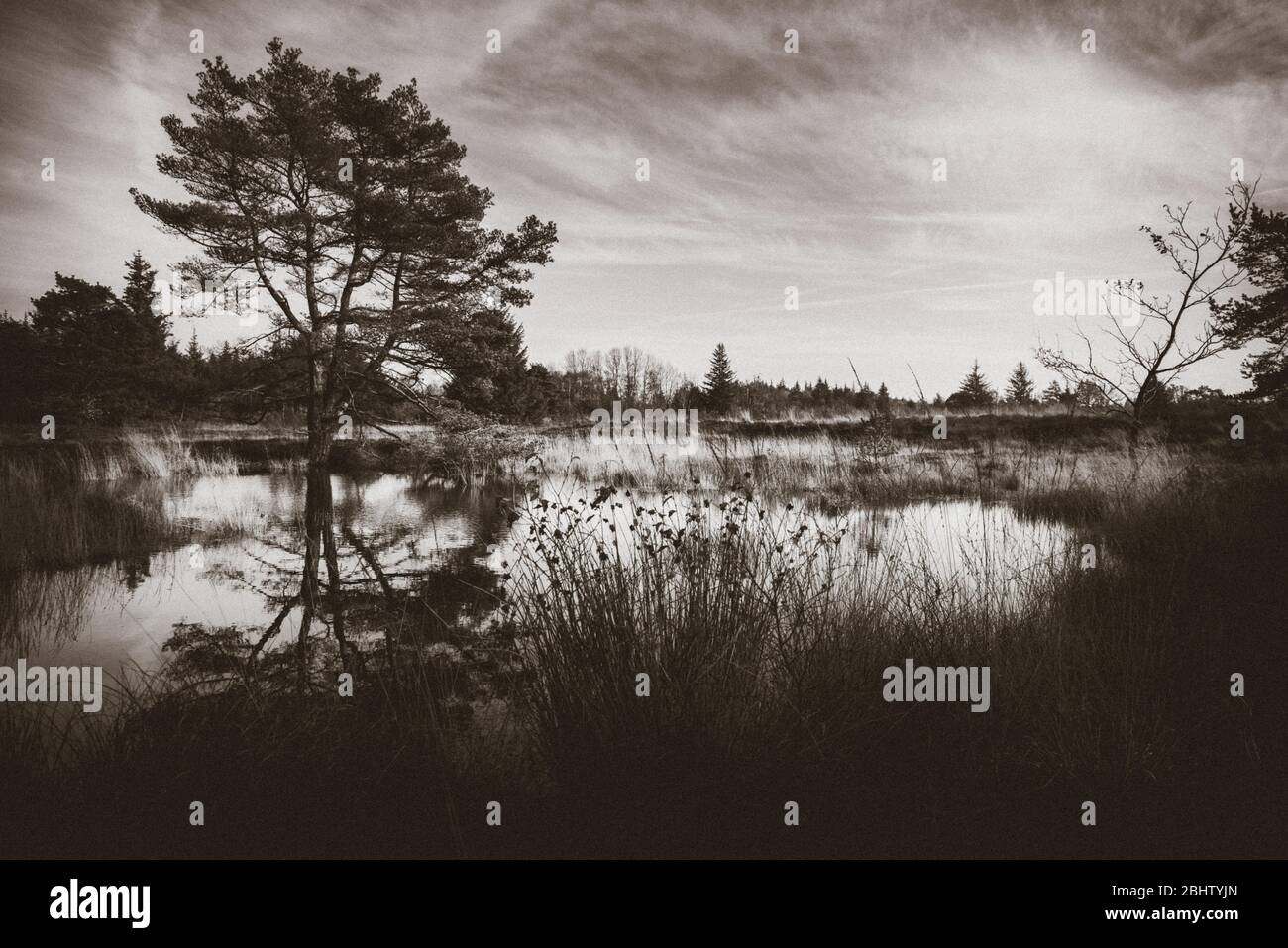 Réserve naturelle Bordelum Heath et Langenhorn Heath, landes en Frise du Nord, Schleswig-Holstein, Allemagne du Nord Banque D'Images