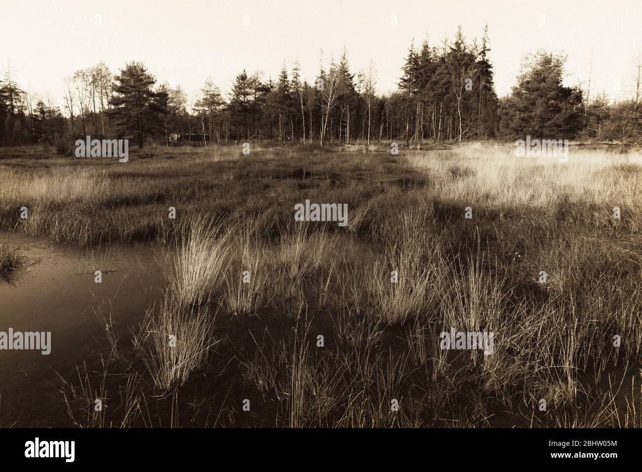 Réserve naturelle Bordelum Heath et Langenhorn Heath, landes en Frise du Nord, Schleswig-Holstein, Allemagne du Nord Banque D'Images