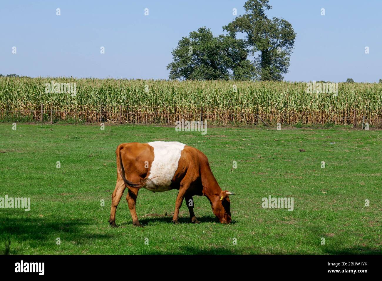 Vache lakenvelder aux prés hollandais dans la partie orientale de la Hollande Banque D'Images