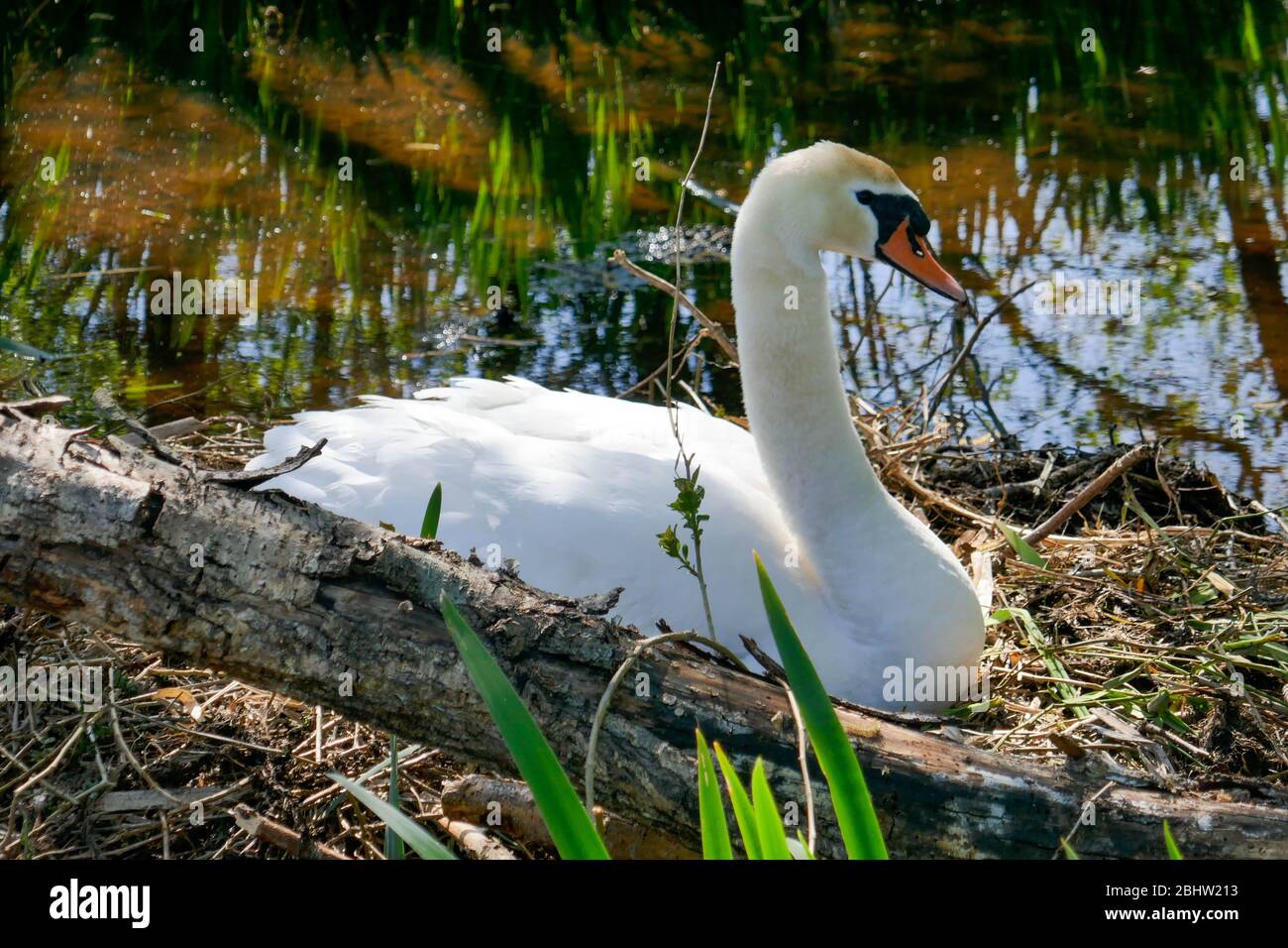 swan au nid dans la zone rurale 'het groene hart' dans l'ouest de la Hollande Banque D'Images