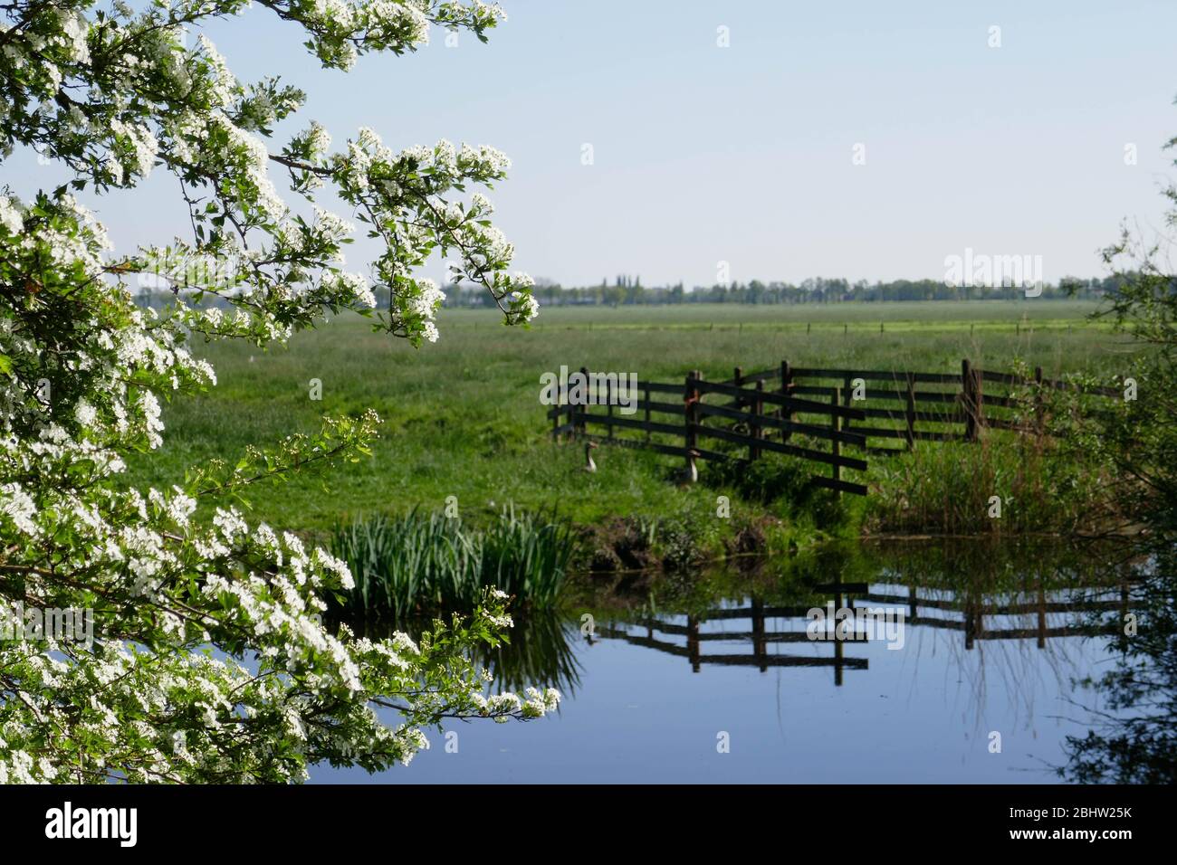 Paysage riche en eau et terres agricoles historiques 'het groene hart' à l'ouest des Pays-Bas Banque D'Images