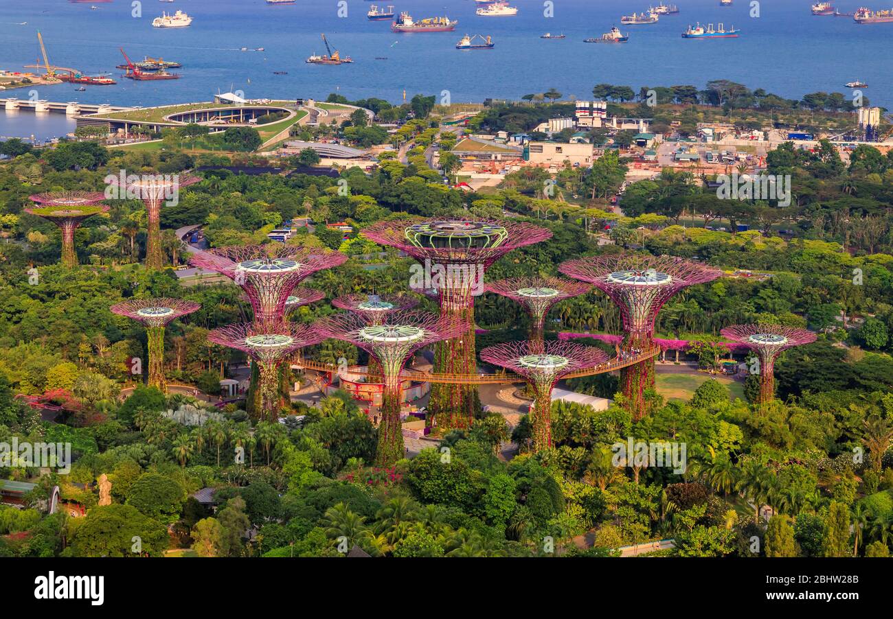 Vue aérienne de la Supertree Grove dans les jardins près de la baie, une attraction touristique populaire à Singapour Banque D'Images