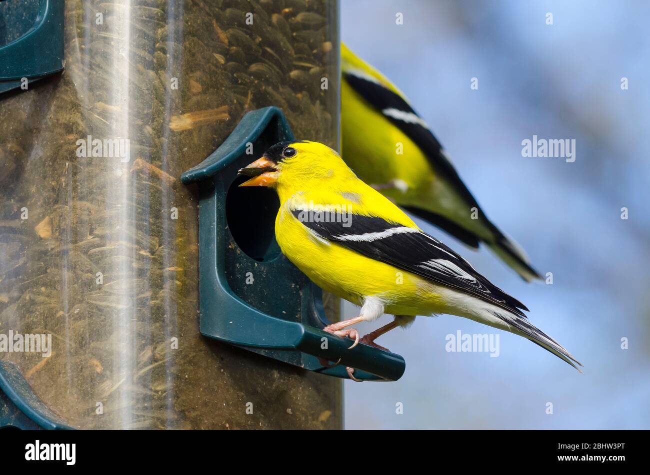 American Goldfinch, Spinus tristis, homme au magasin d'alimentation Banque D'Images