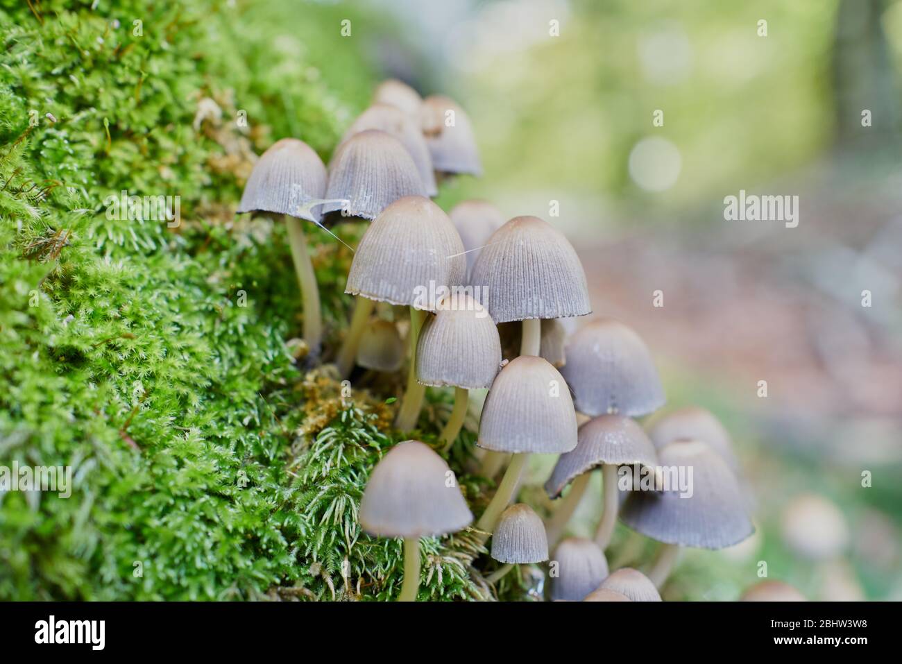Champignons Psilocybe dans un tronc d'arbre de Beech Banque D'Images Champignons Psilocybe dans un tronc d'arbre de Beech Banque D'Images