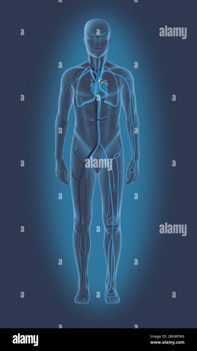 Illustration médicale représentant le système cardiovasculaire dans une silhouette d'homme vue de l'avant. Au centre est représenté le cœur, puis t Banque D'Images