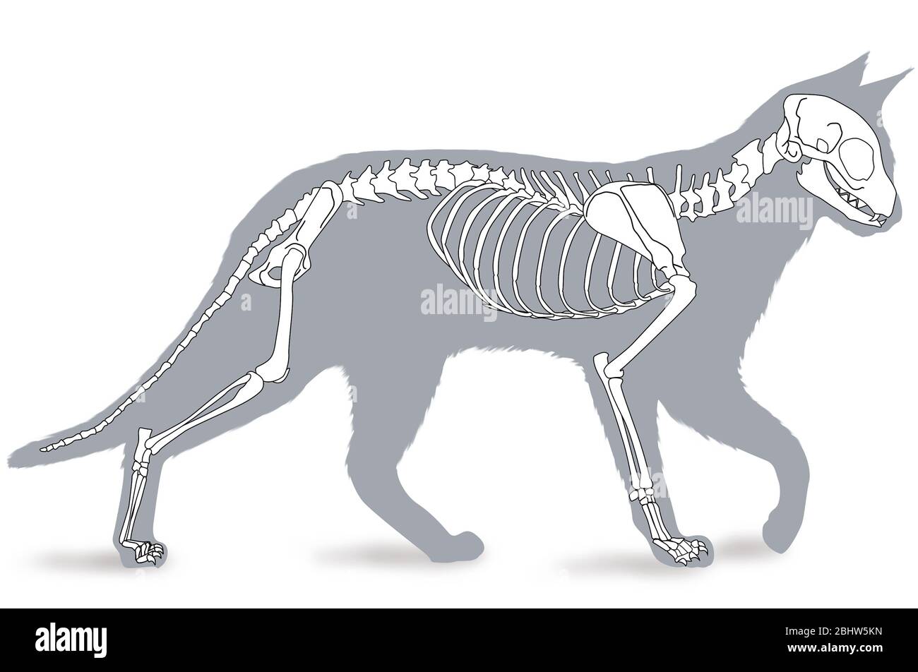 Squelette d'un chat Banque D'Images