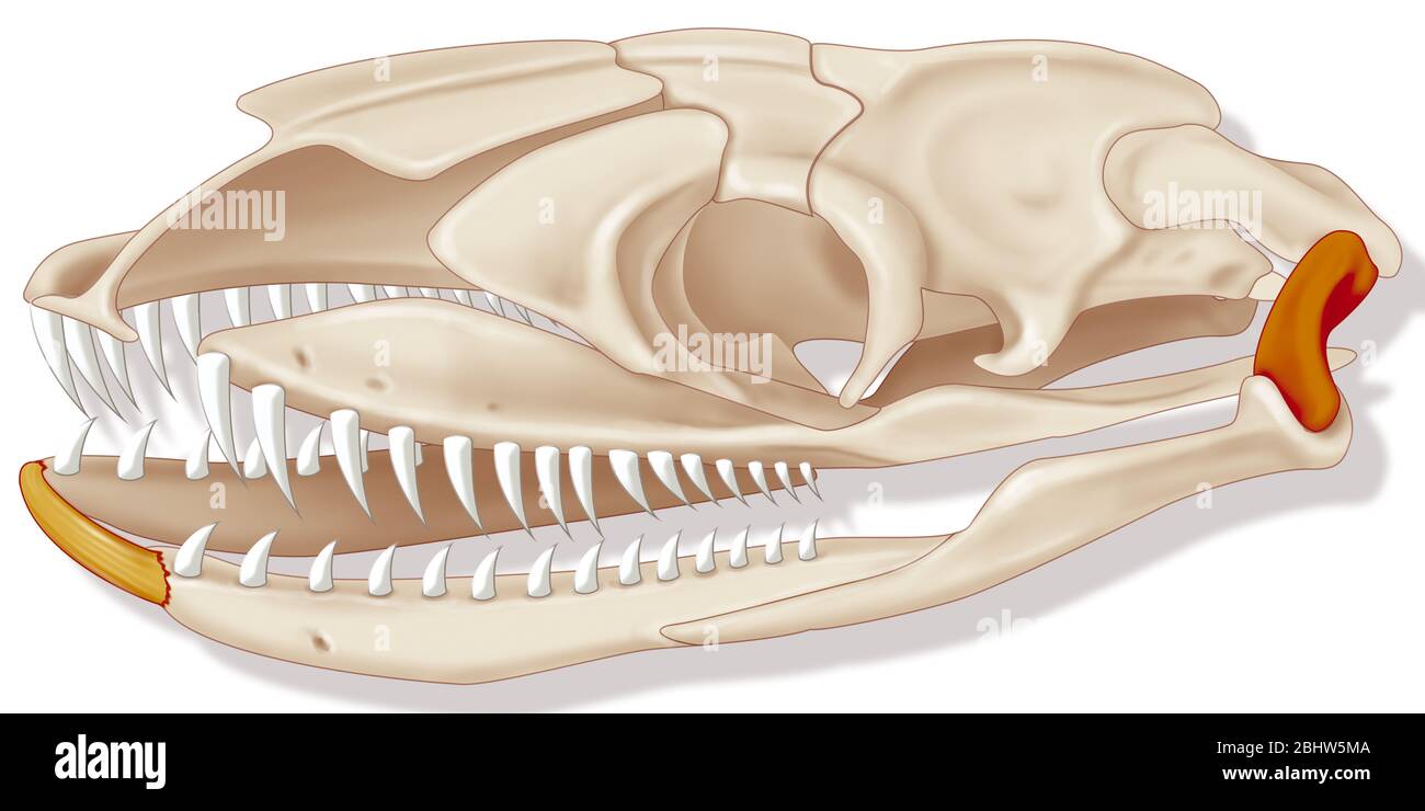 La mâchoire du serpent Banque D'Images